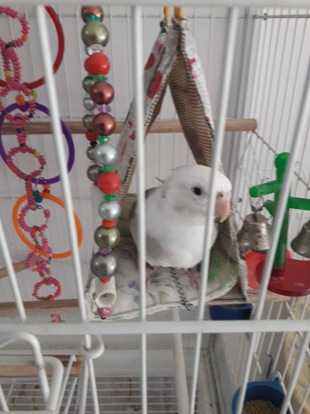 Cabana para Calopsitas e Agapornis