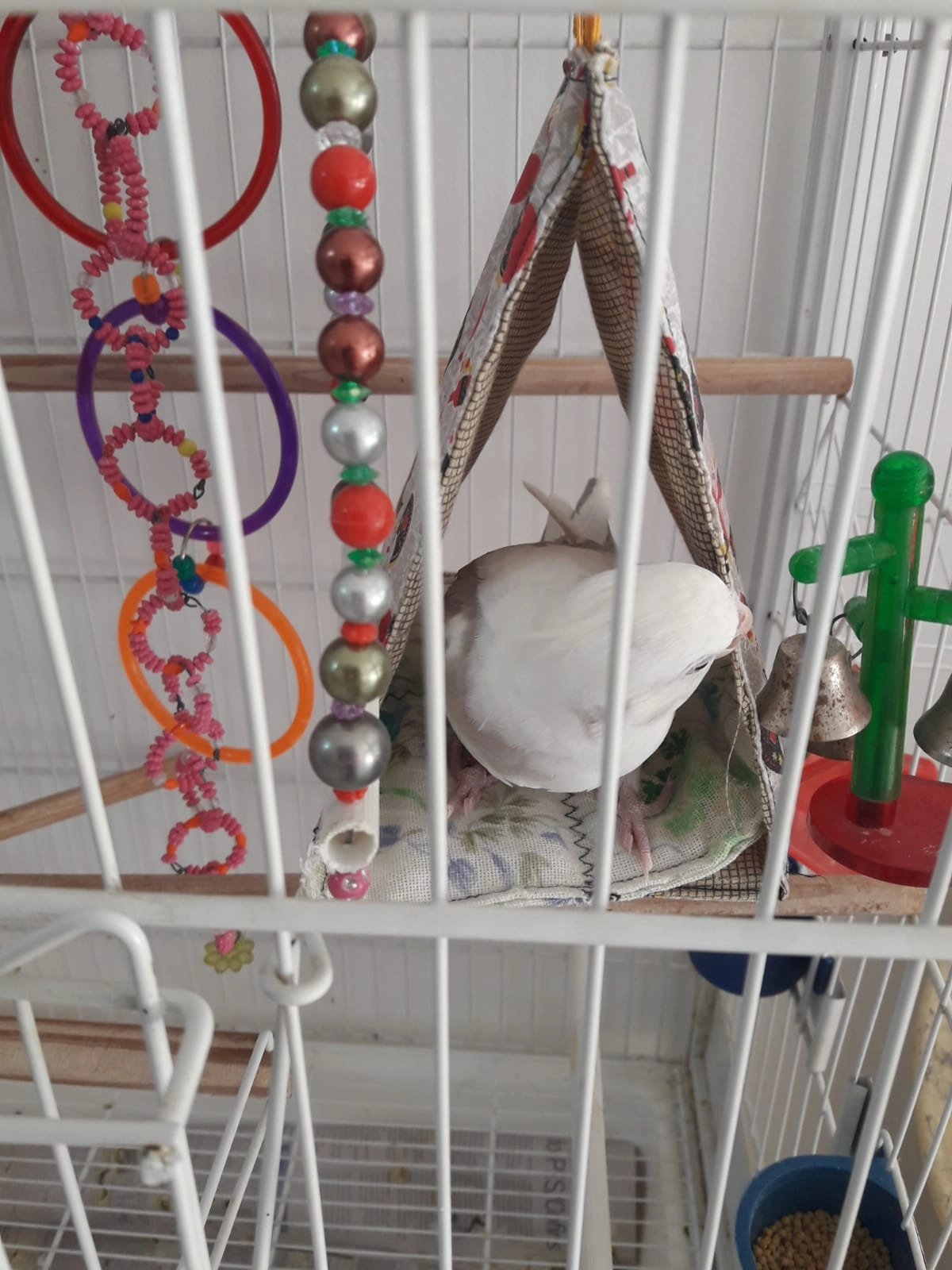 Cabana para Calopsitas e Agapornis