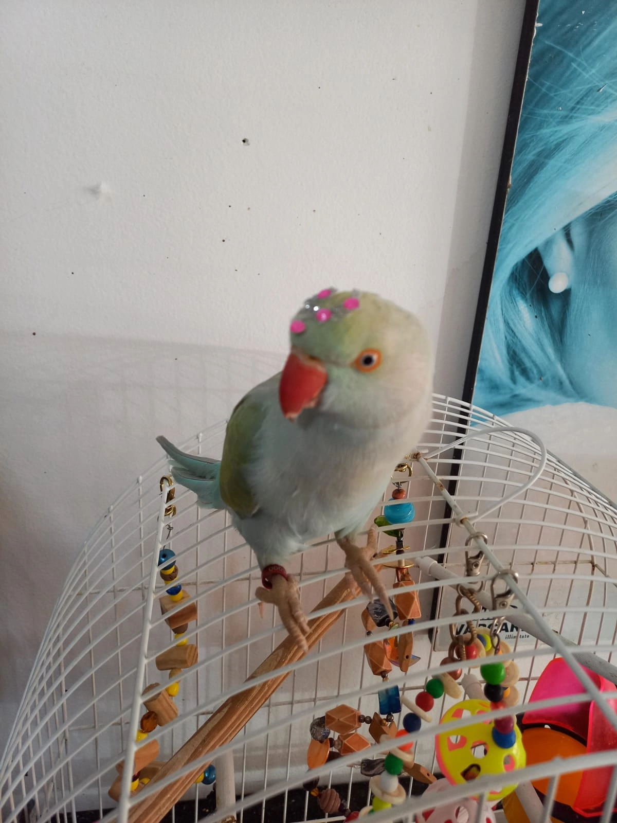 Ring Neck
