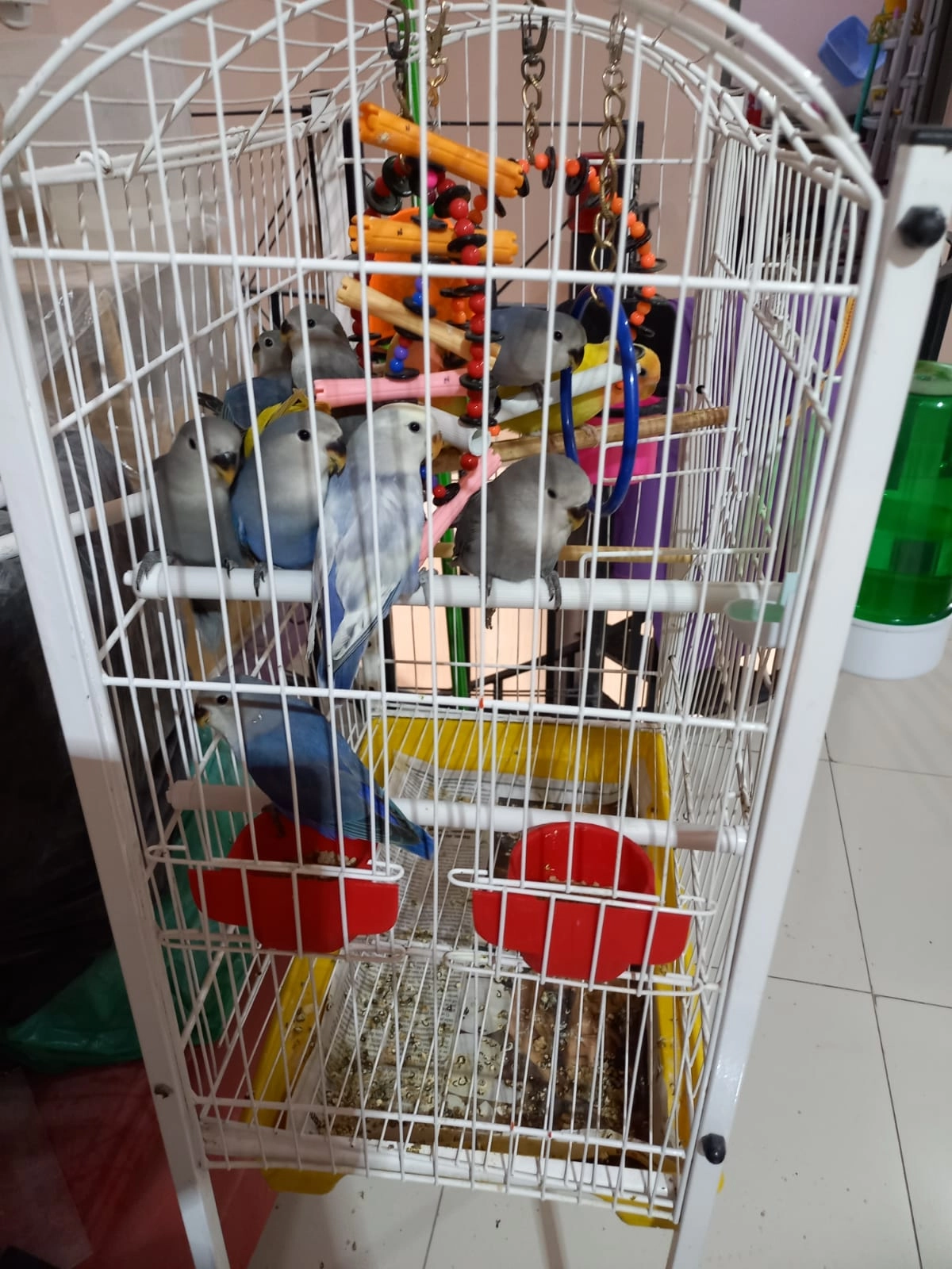 Agapornis Roseicolis