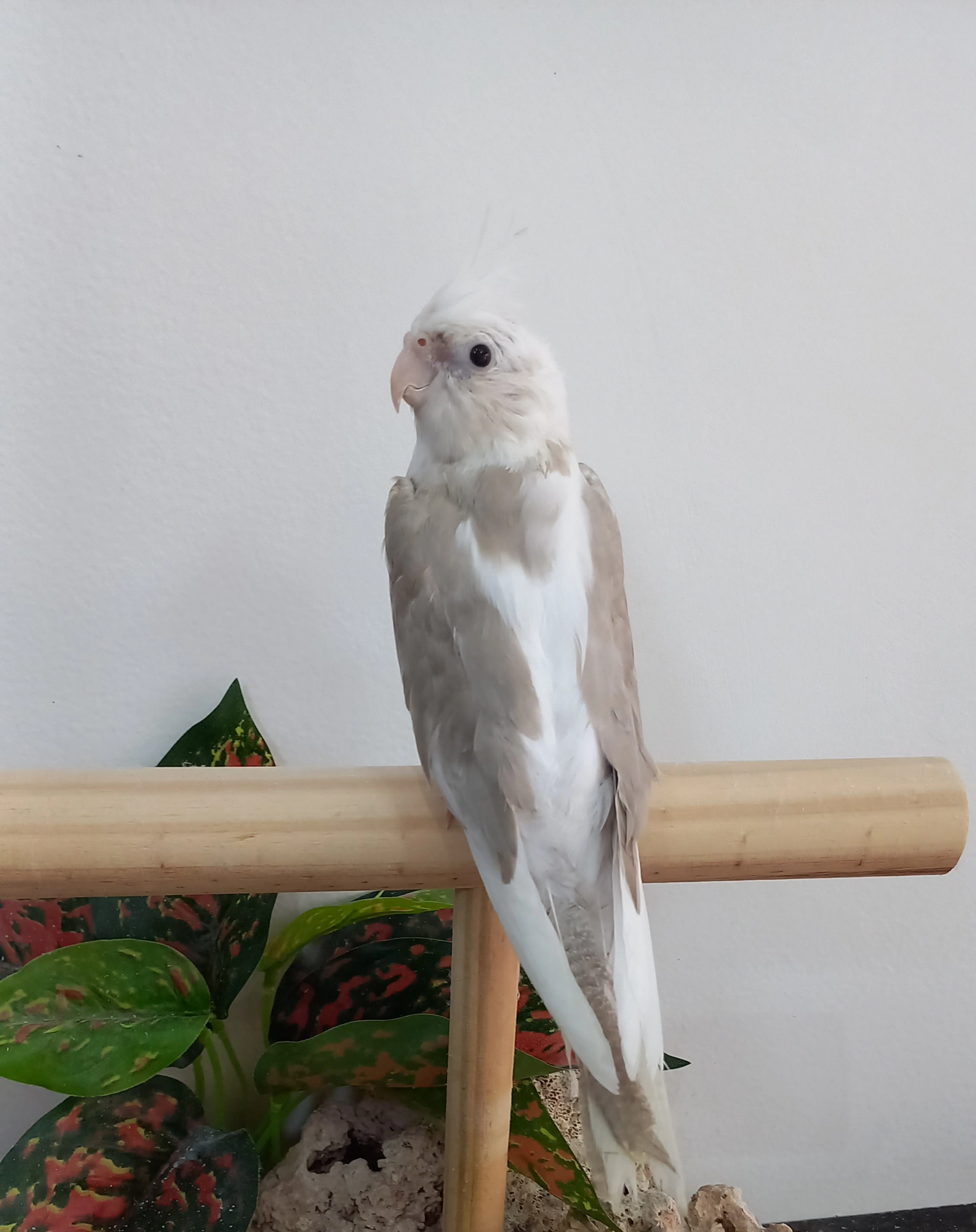 Calopsita anilha 0030