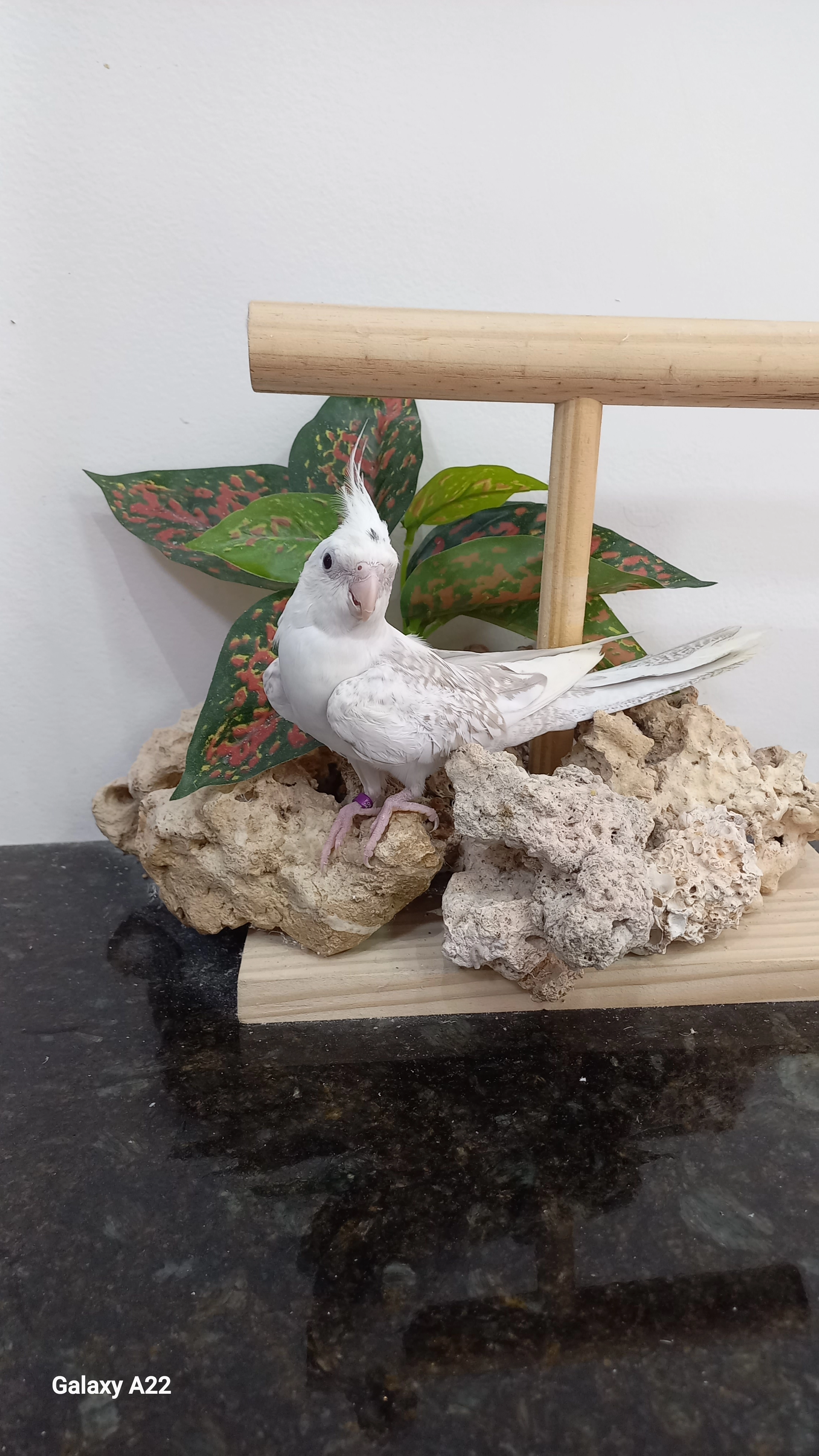 Calopsita anilha 0642