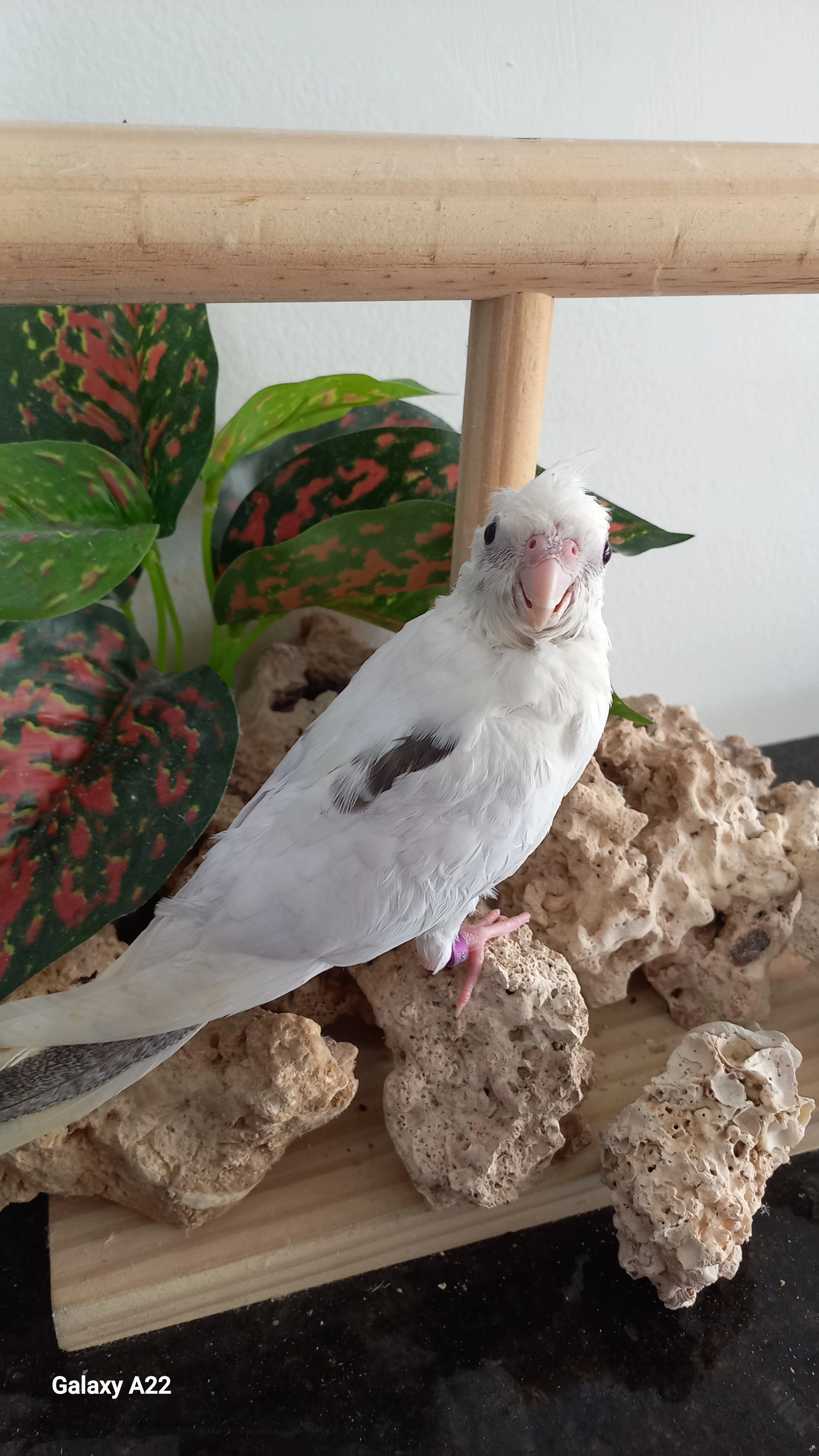 Calopsita  anilha 0670