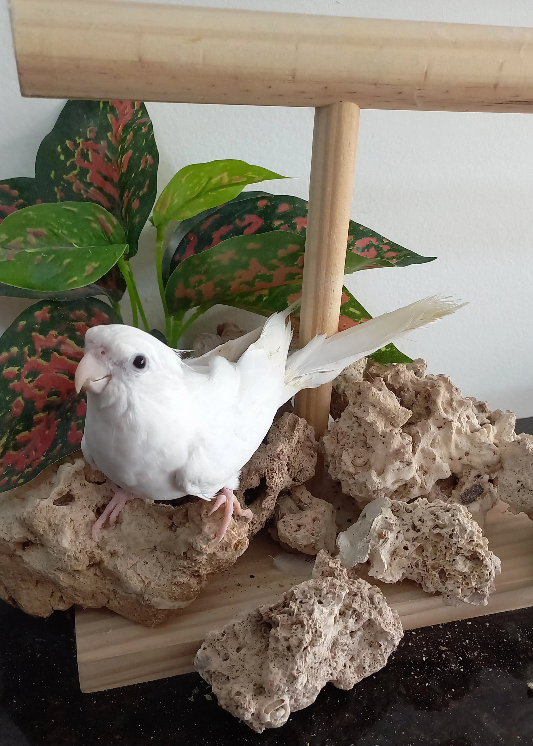 Calopsita  anilha 0628