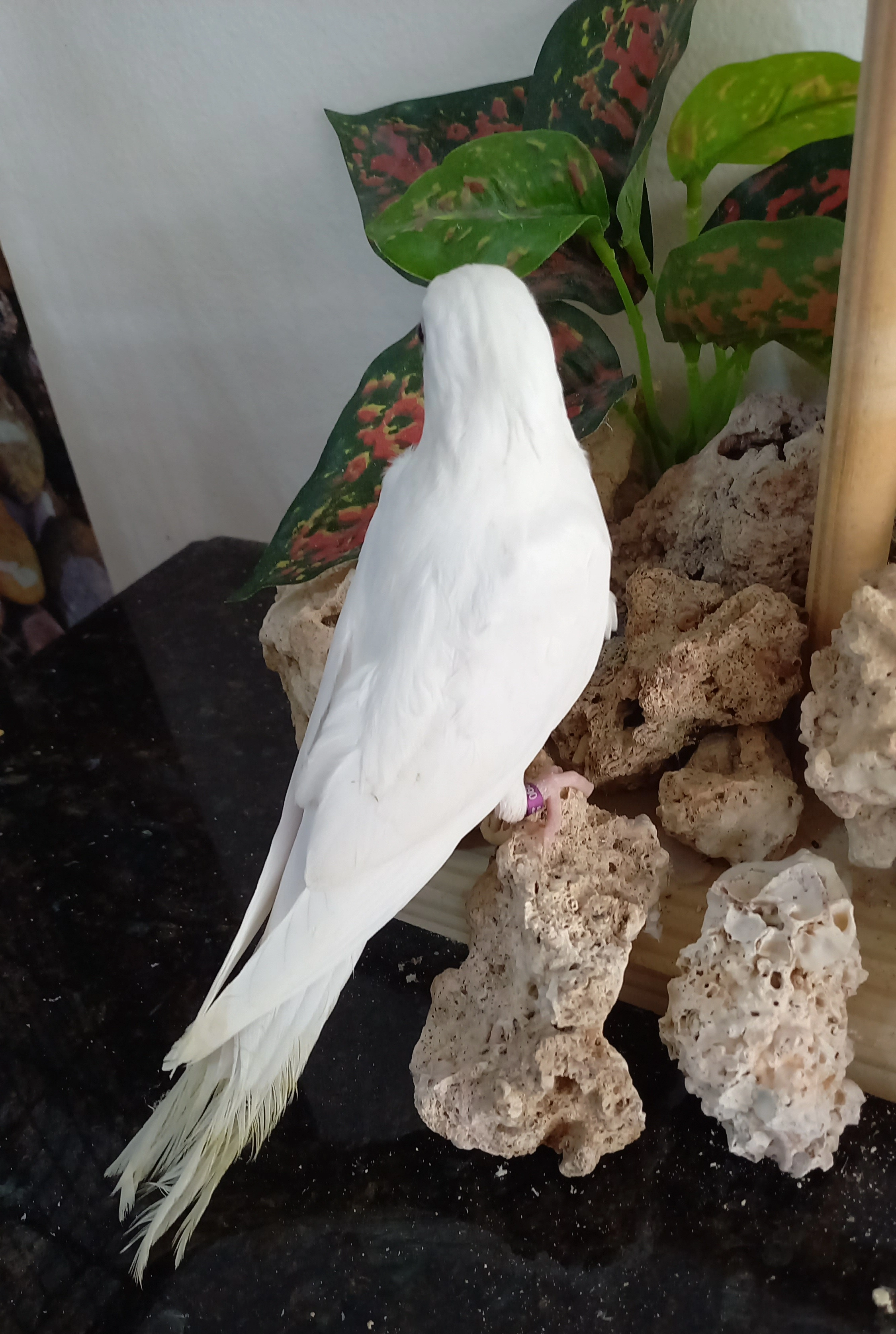 Calopsita  anilha 0667