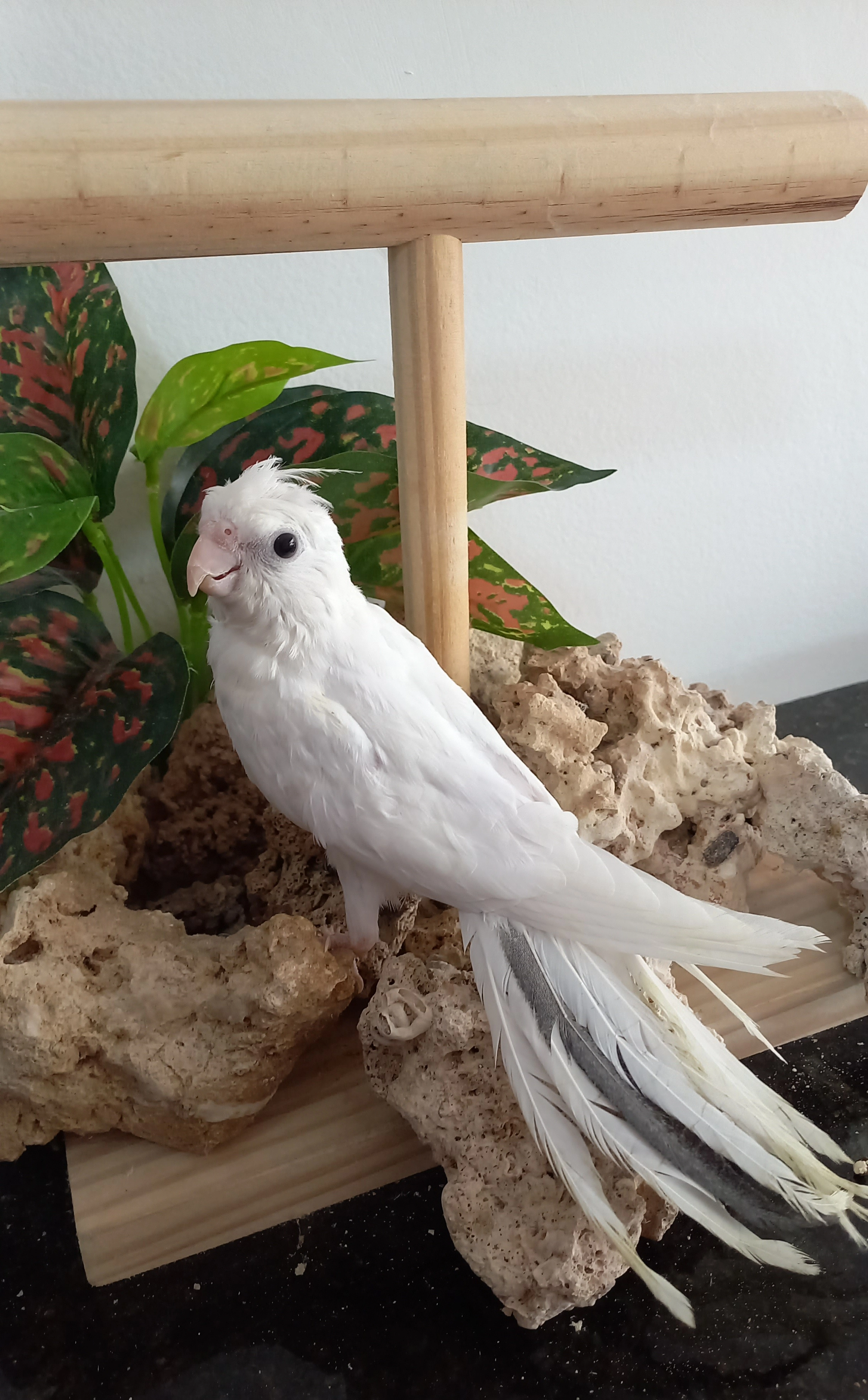 Calopsita anilha 0664