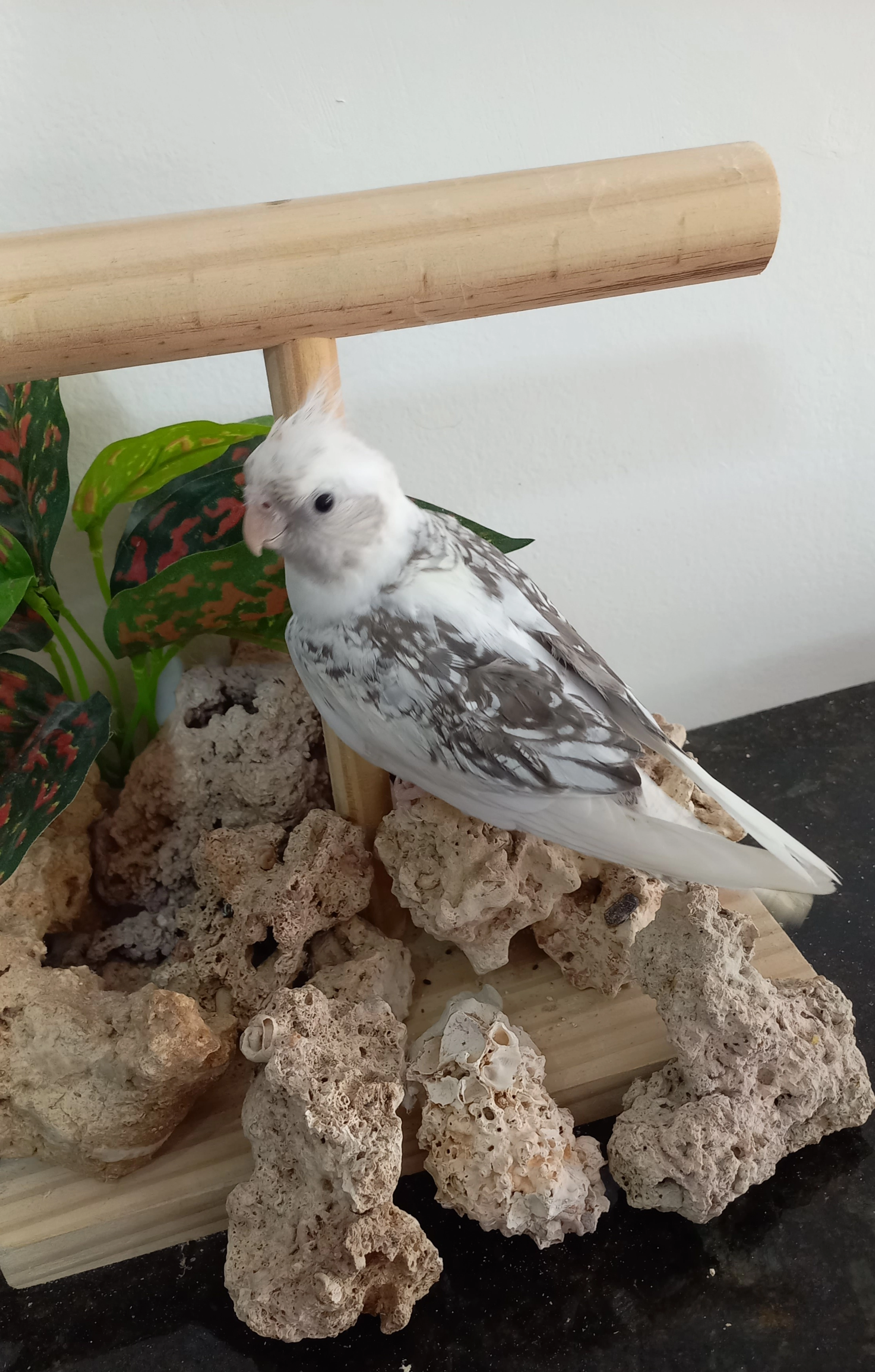 Calopsita  anilha 0024