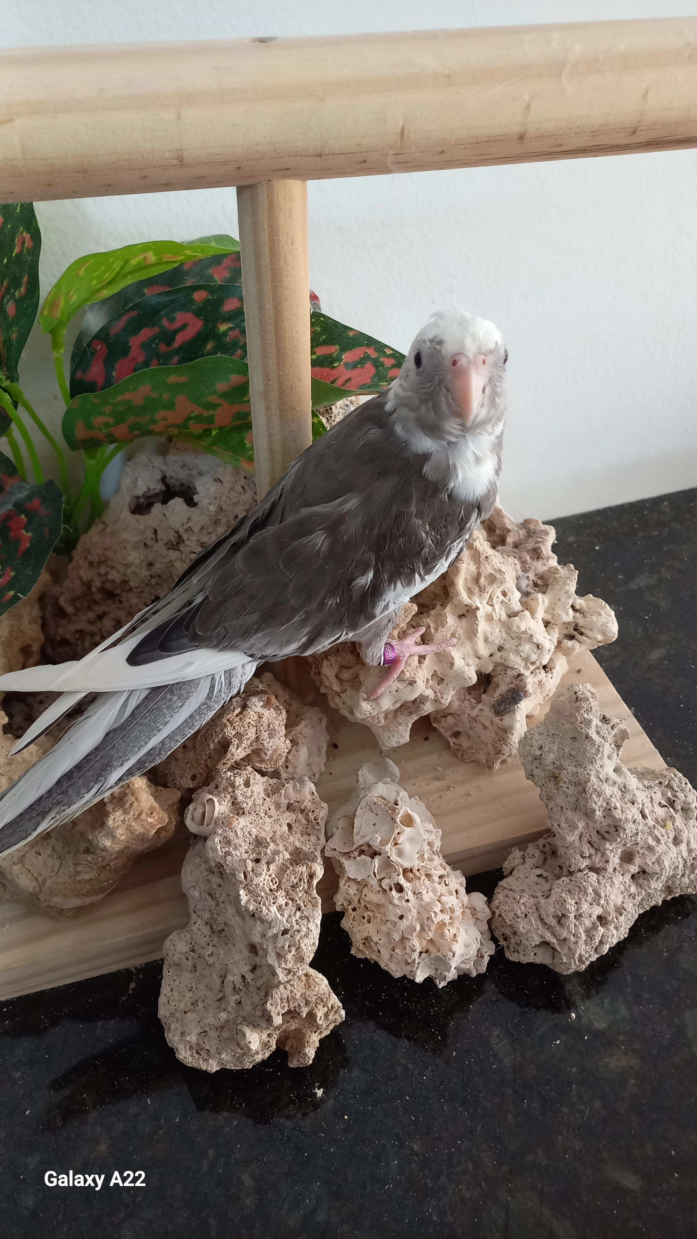 Calopsita  anilha 0660