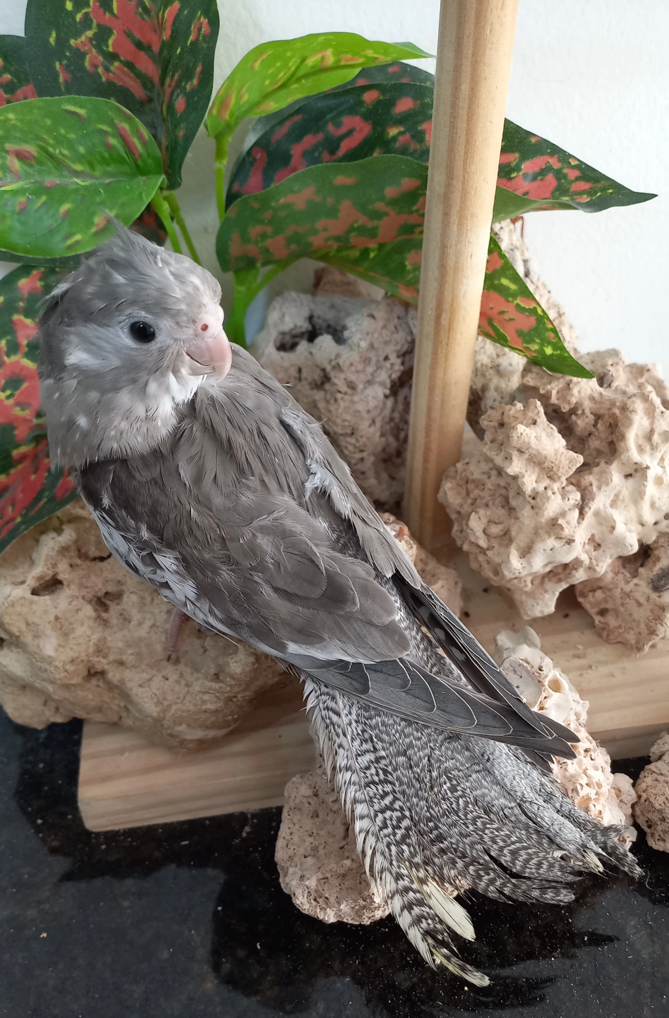 Calopsita cara branca anilha 0659