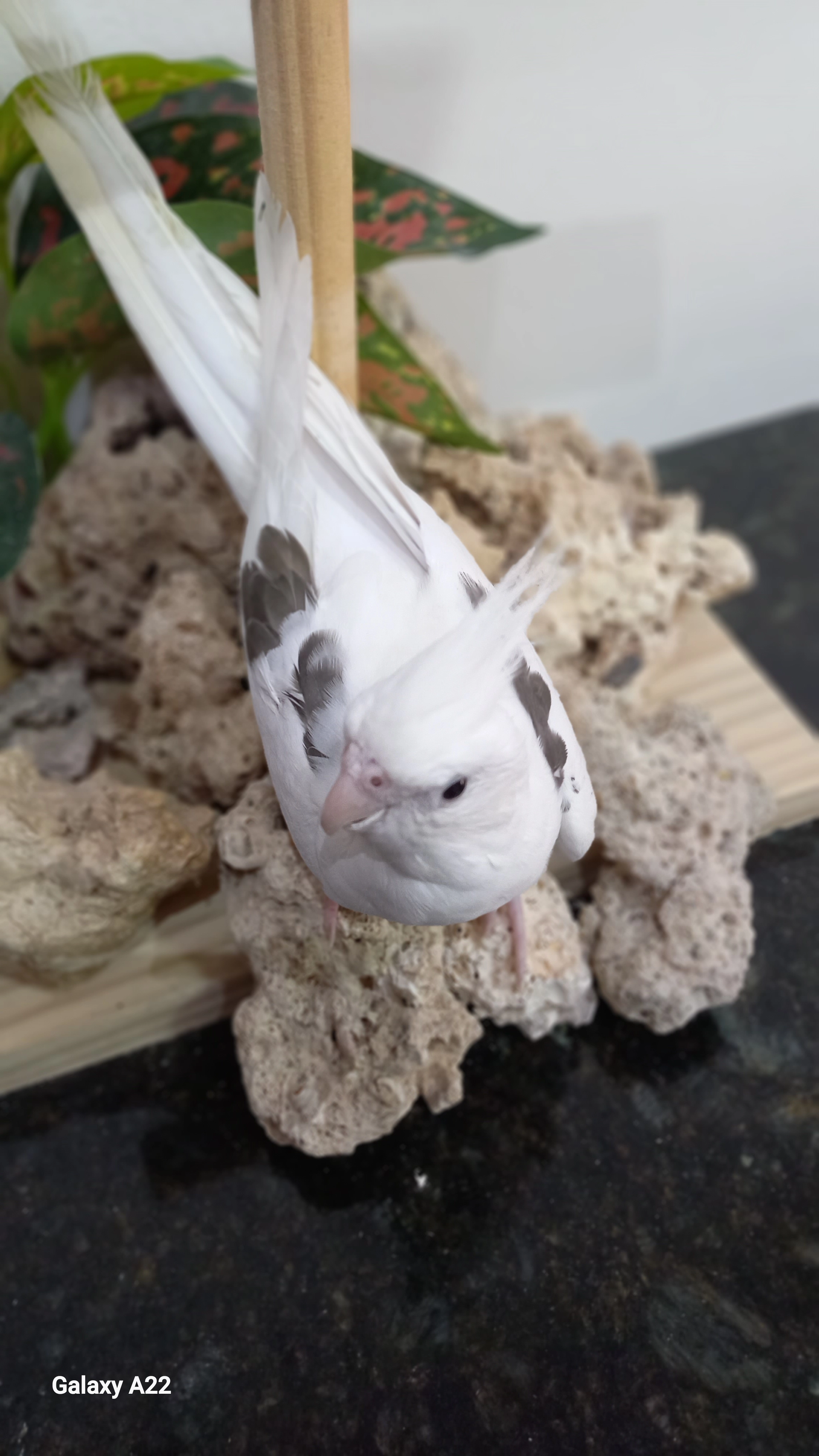 Calopsita anilha 0657