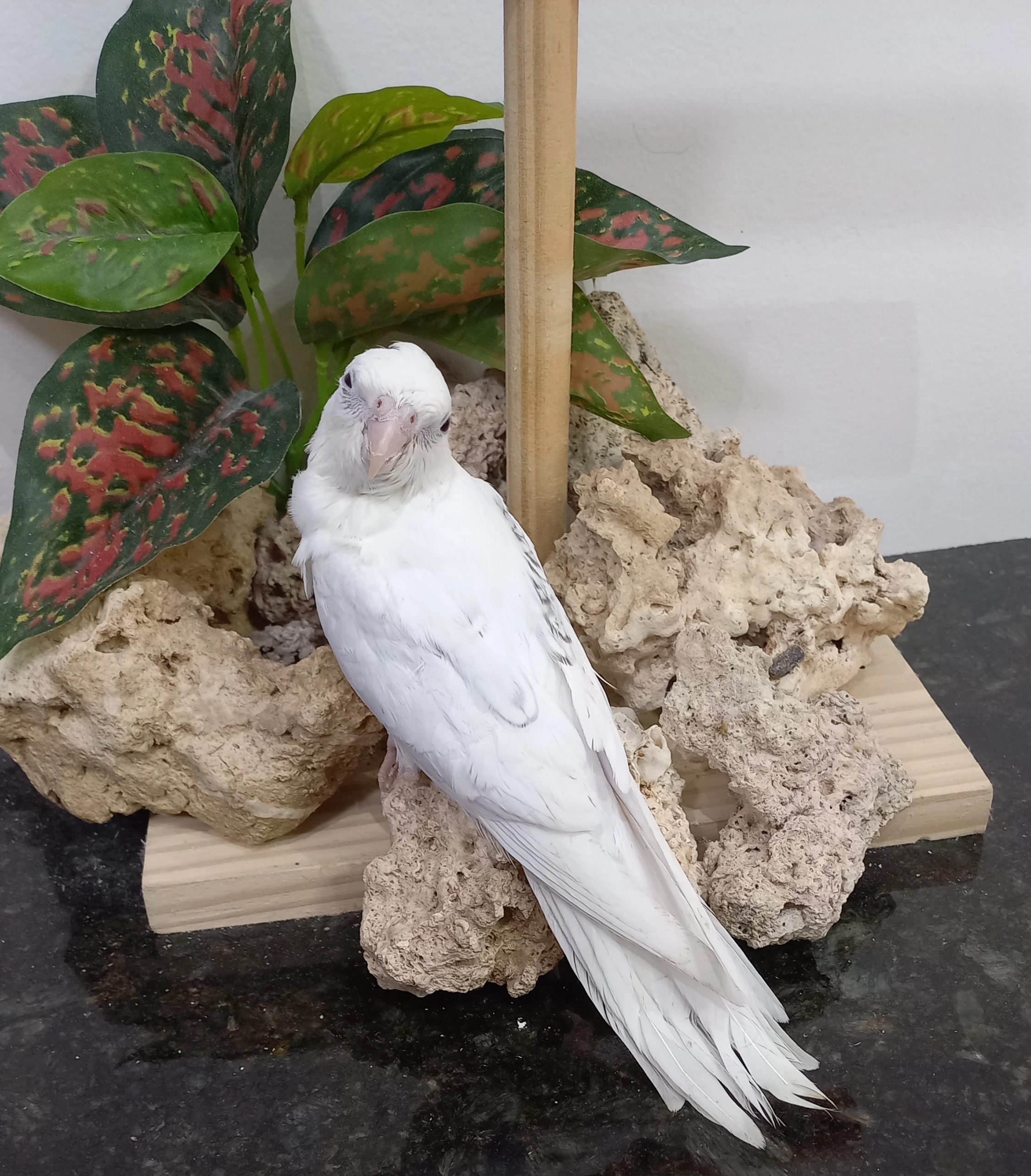 Calopsita anilha 0674