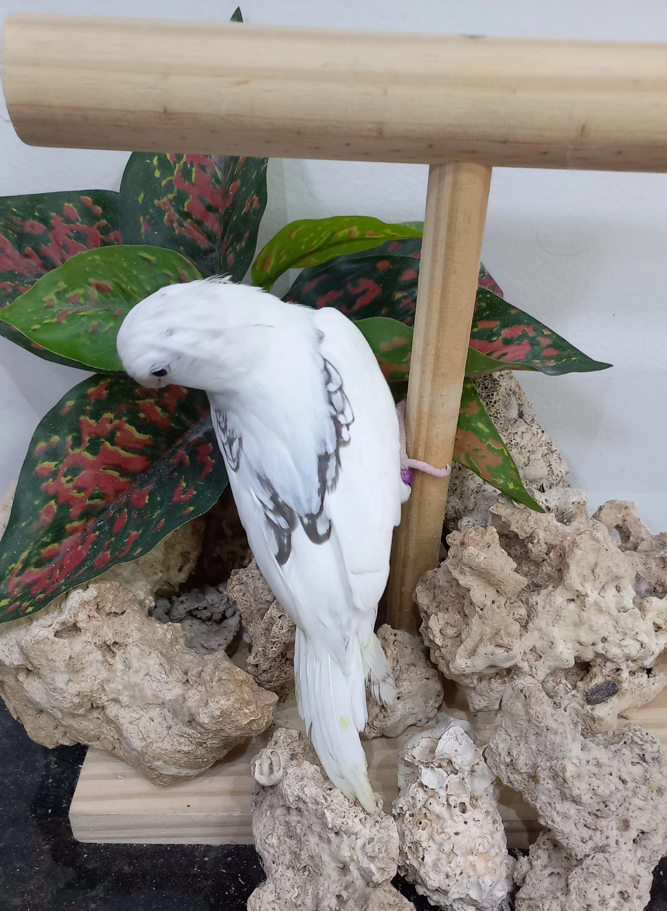 Calopsita anilha 0649