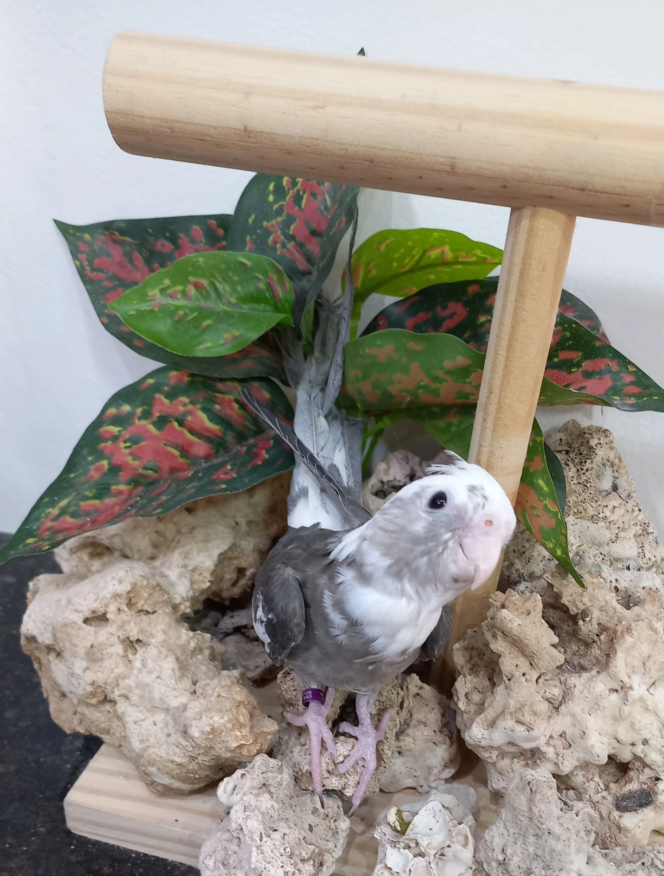 Calopsita anilha 0661