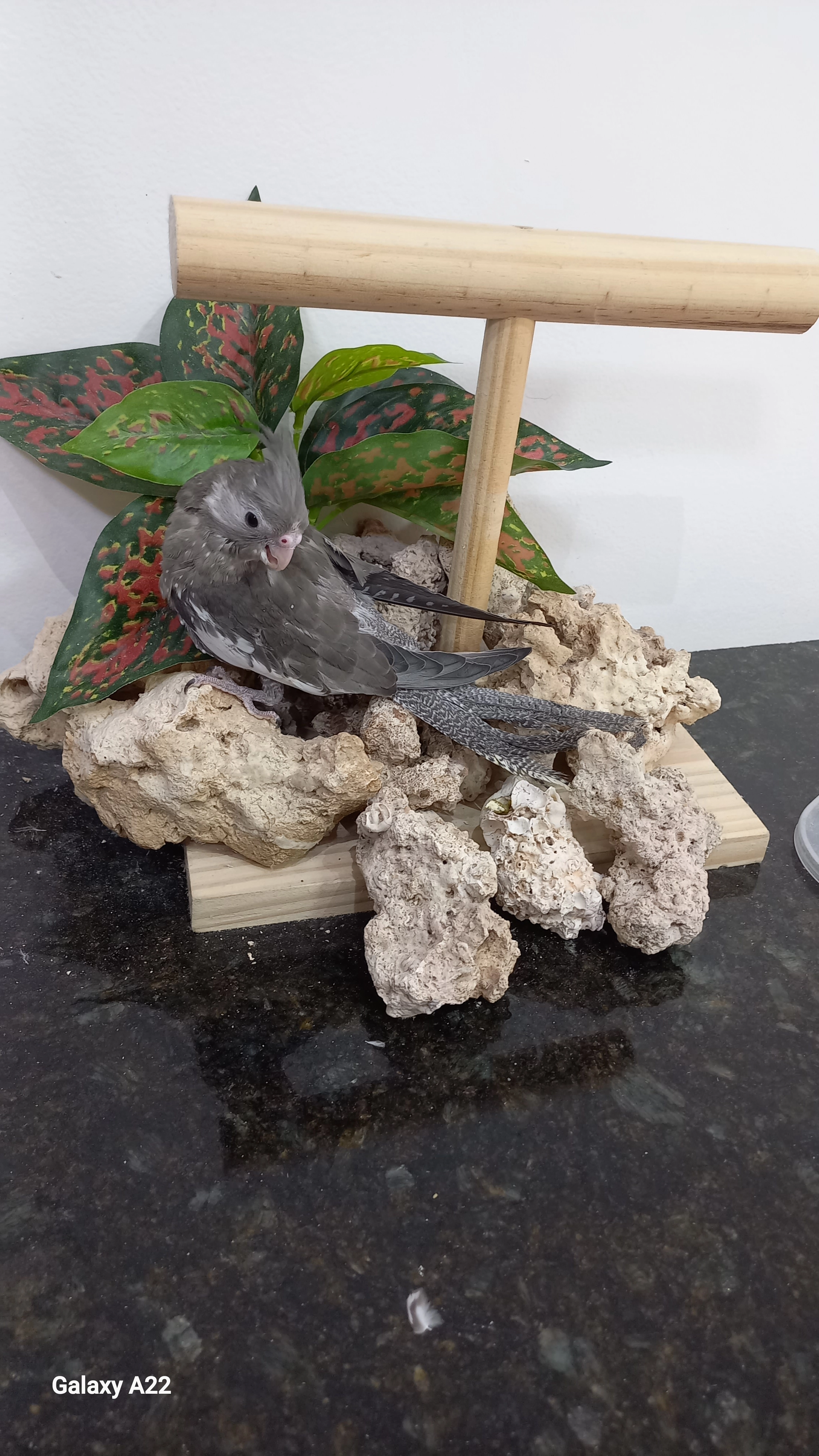 Calopsita cara branca anilha 0668