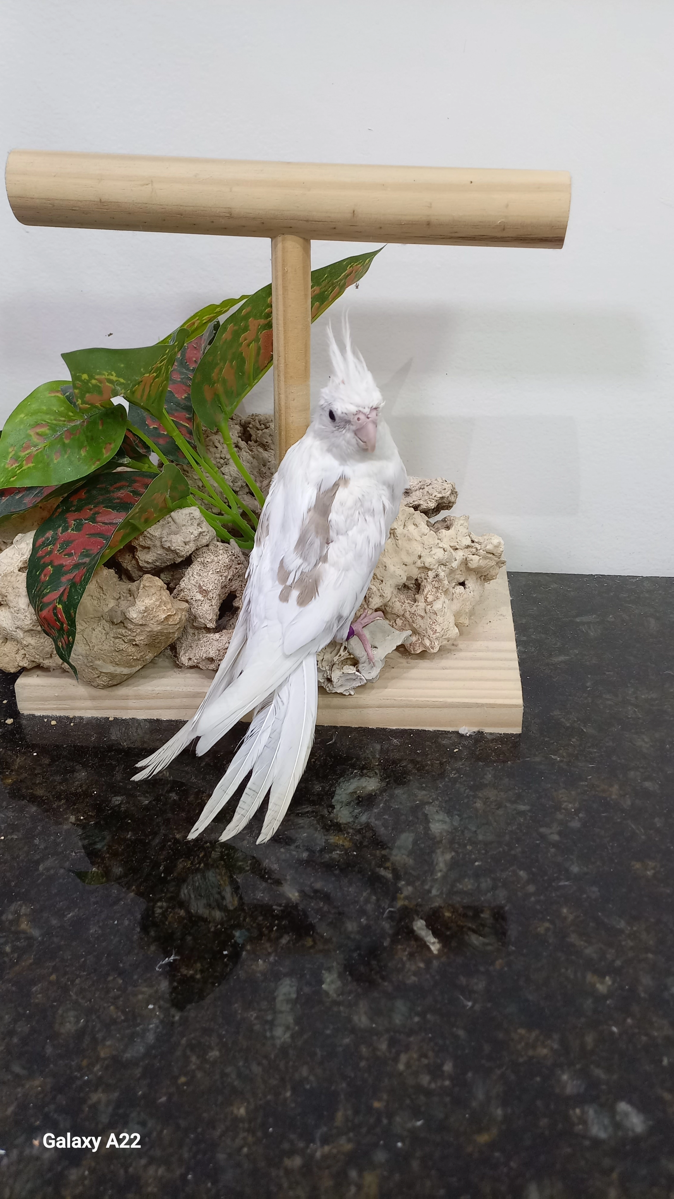 Calopsita anilha 0665
