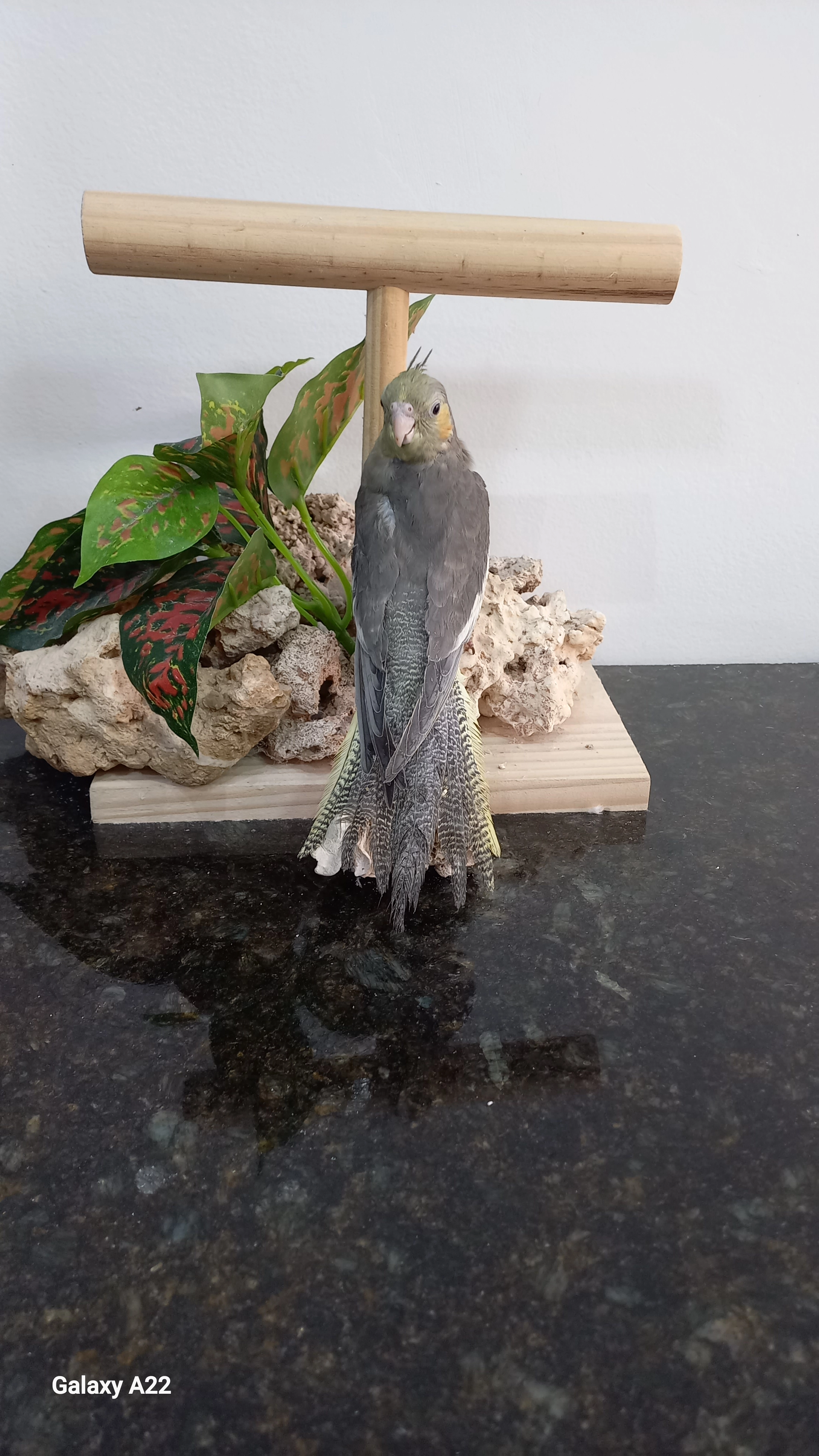 Calopsita anilha 0617