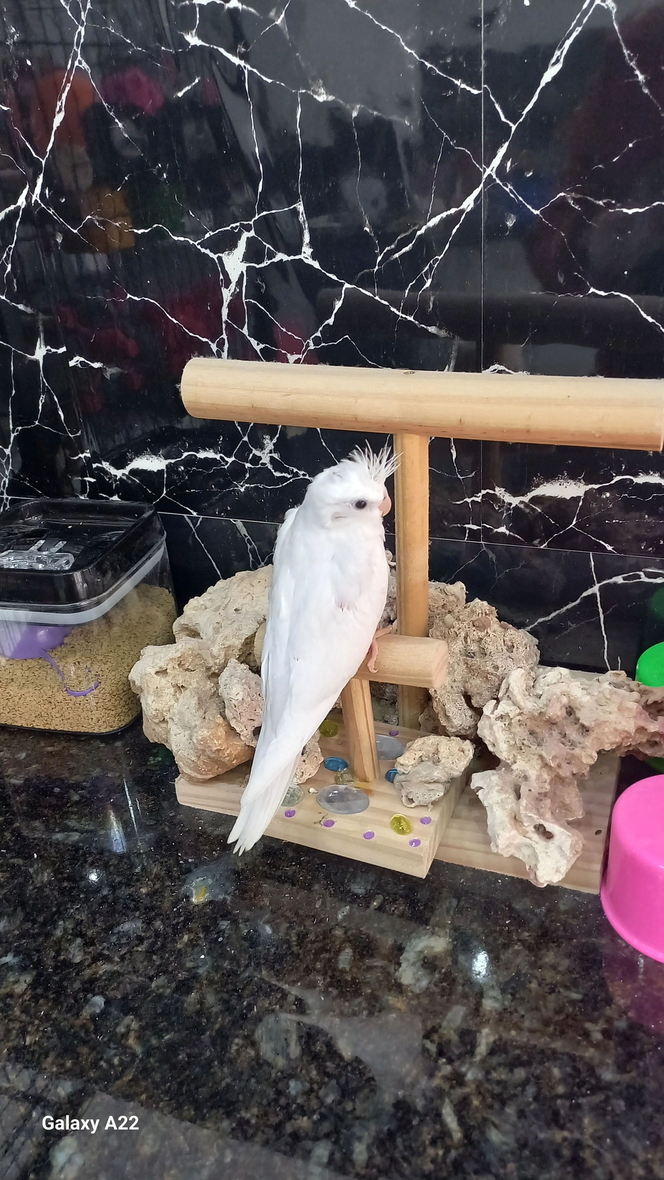 Calopsita anilha 0262 na papinha 